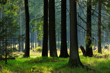 Natural Forest of Spruce Trees illuminated by the Sun