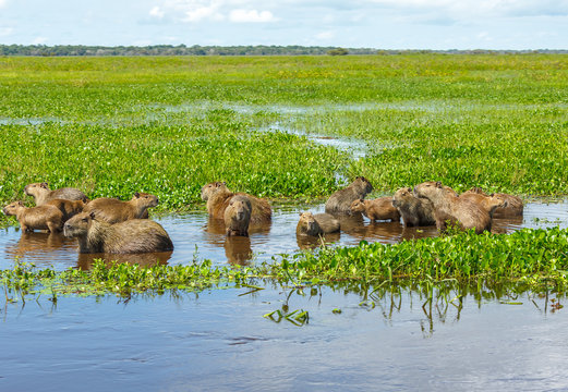 Male capybara with their kids in the El Cedral - Los Llanos, Venezuela, South America