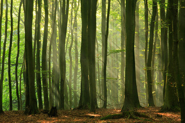 Green Forest of Beech Trees illuminated by Sunbeams through Fog