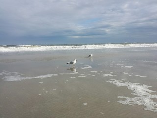 Seagulls on the beach in Atlantic coast of North Florida 