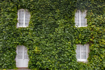 Ivy covers house