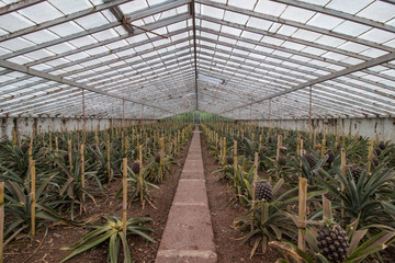 Pineapple glass house farm