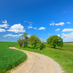 Feldweg durch grüne Felder und Wiesen unter blauem Himmel im Frühling