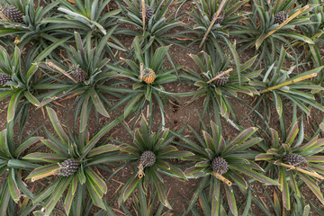 Obraz premium Pineapple glass house farm