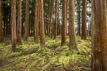 Forest covered in moss