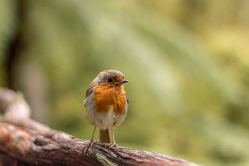 European Robin (Erithacus rubecula)