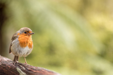 European Robin (Erithacus rubecula)