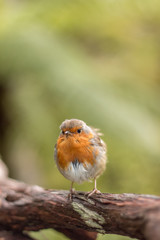 European Robin (Erithacus rubecula)