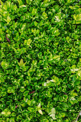 green hedge plant
