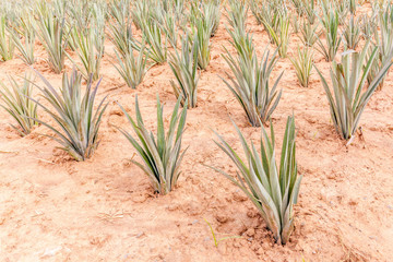 Young pineapple plant in farmland, tropical tasty fruit in Asia.