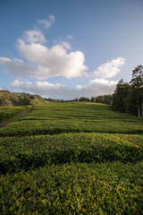 Naklejka premium Gorreana tea fields