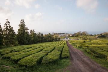 Fototapeta na wymiar Gorreana tea fields