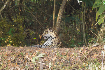 Obraz na płótnie Canvas Jaguar from Pantanal, Brazil