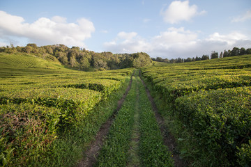 Gorreana tea fields