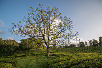 Gorreana tea fields