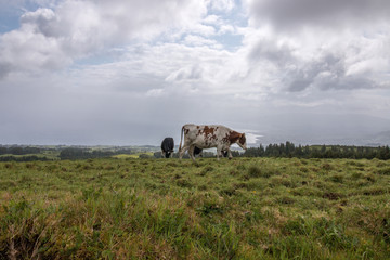 Typical cows from Azores