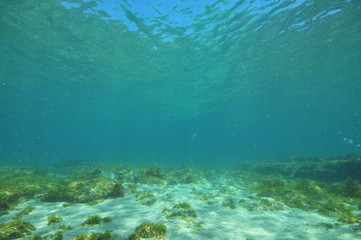 Flat sea bottom with areas of sand and flat rocks covered with short algae in shallow water.