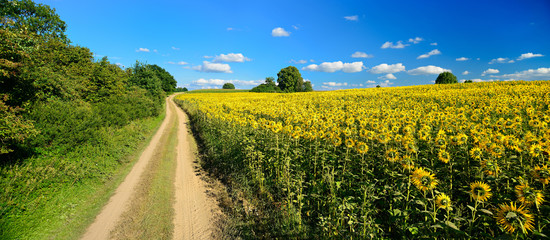 Dirt Road along Field of Sunflowers under Blue Sky with Clouds in Summer Landscape