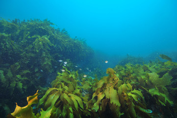 Fototapeta na wymiar Small school of sweeps Scorpis lineolata hiding among fronds of kelp Ecklonia radiata.