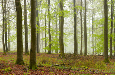 Forest of Beech Trees in Fog, early spring, fresh green leaves