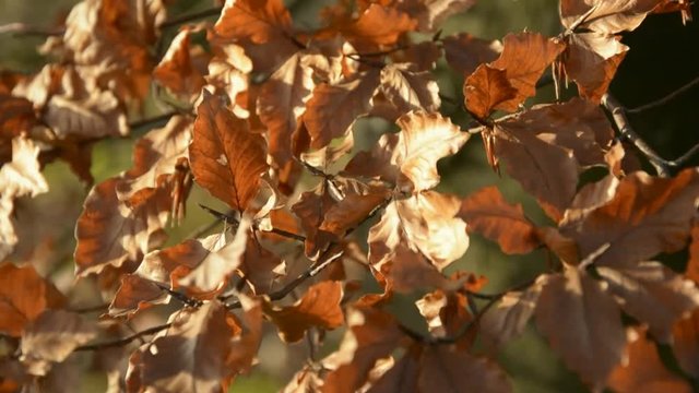 Swinging on the wind red beech foliage (sunny day) – autumn background