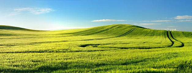 Fototapeten Endless Green Fields, Rolling Hills, Tractor Tracks, Spring Landscape under Blue Sky © AVTG