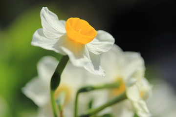 冬に咲く水仙の花