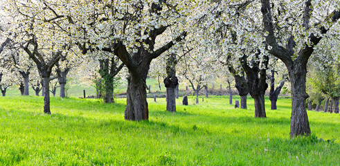 Orchard with Cherry Trees in Full Bloom