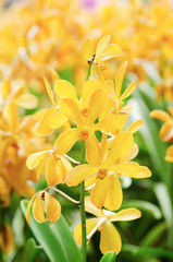 Orange orchid flower blossom in a garden