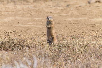 Cape ground squirrel standing, South Africa