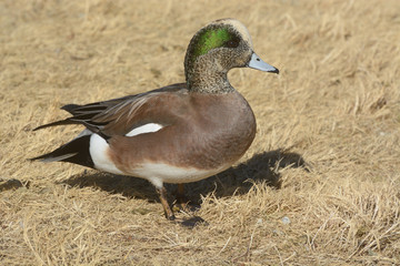 American Wigeon Duck drake in dried winter grasses