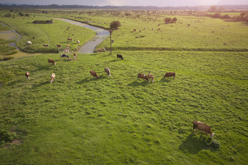 Cows on the green meadow grazing