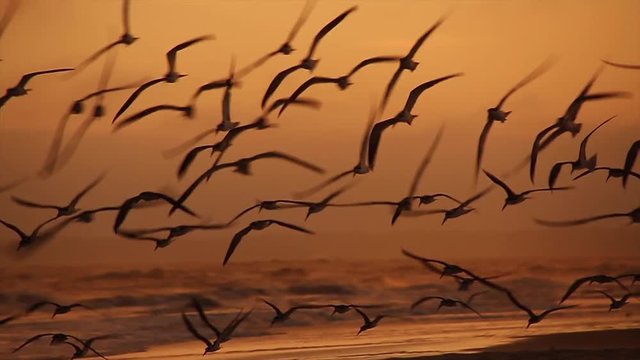 Seaside Flock