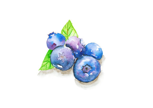 Blueberry, watercolor painting isolated on white background