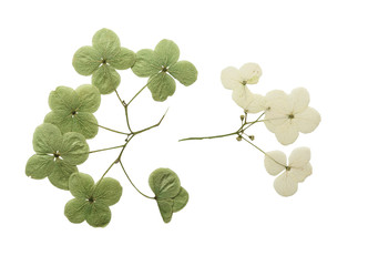 Pressed and dried flower hydrangea. Isolated