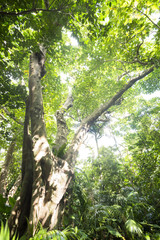 石垣島のギランイヌビワの木