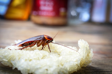 Close up cockroach eating sticky rice on wooden table.