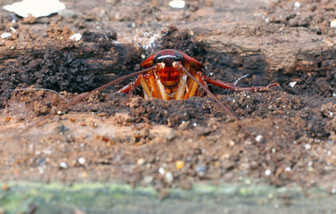 Close up cockroach face in wood decay.