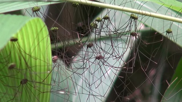 Several spiders with very long legs are suspended upside-down under some  jungle leaves. Strong sunlight is filtered through the leaves to give a green cast over the insects.