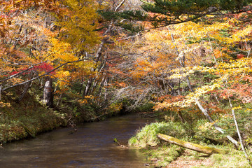 湯川の秋