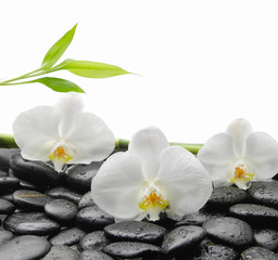 Naklejka na ściany i meble White orchid with black stones, bamboo on wet background