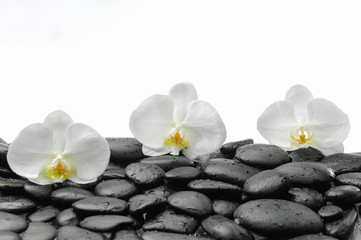 Three white orchid with therapy stones