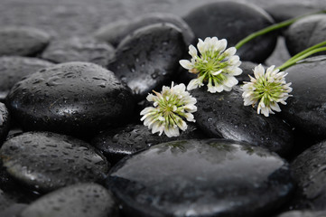 Obraz na płótnie Canvas Three white flower with therapy stones