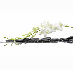 White branch orchid with wet black stones background