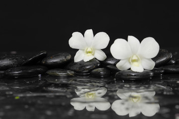 Fototapeta na wymiar Two White orchid blossom with black on wet background