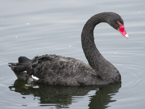 Black Swan, Cygnus atratus, swimming in pond close-up portrait, selective focus, shallow DOF
