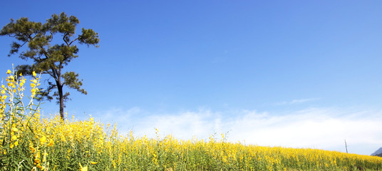 field's flowers, trees and blue sky.