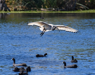sacred ibis gliding