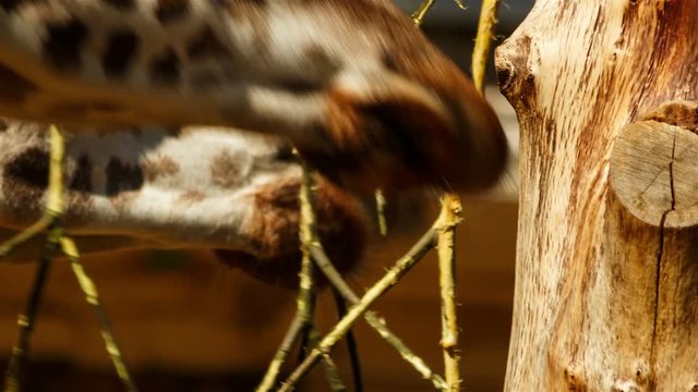 An ultra close-up head shot of two giraffes eating vegetation from a tree. Giraffes are at risk of extinction after suffering a 40% decline in numbers during the last 30 years