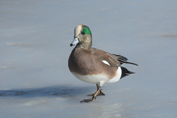 American Wigeon Duck Drake walking across ice of frozen winter lake